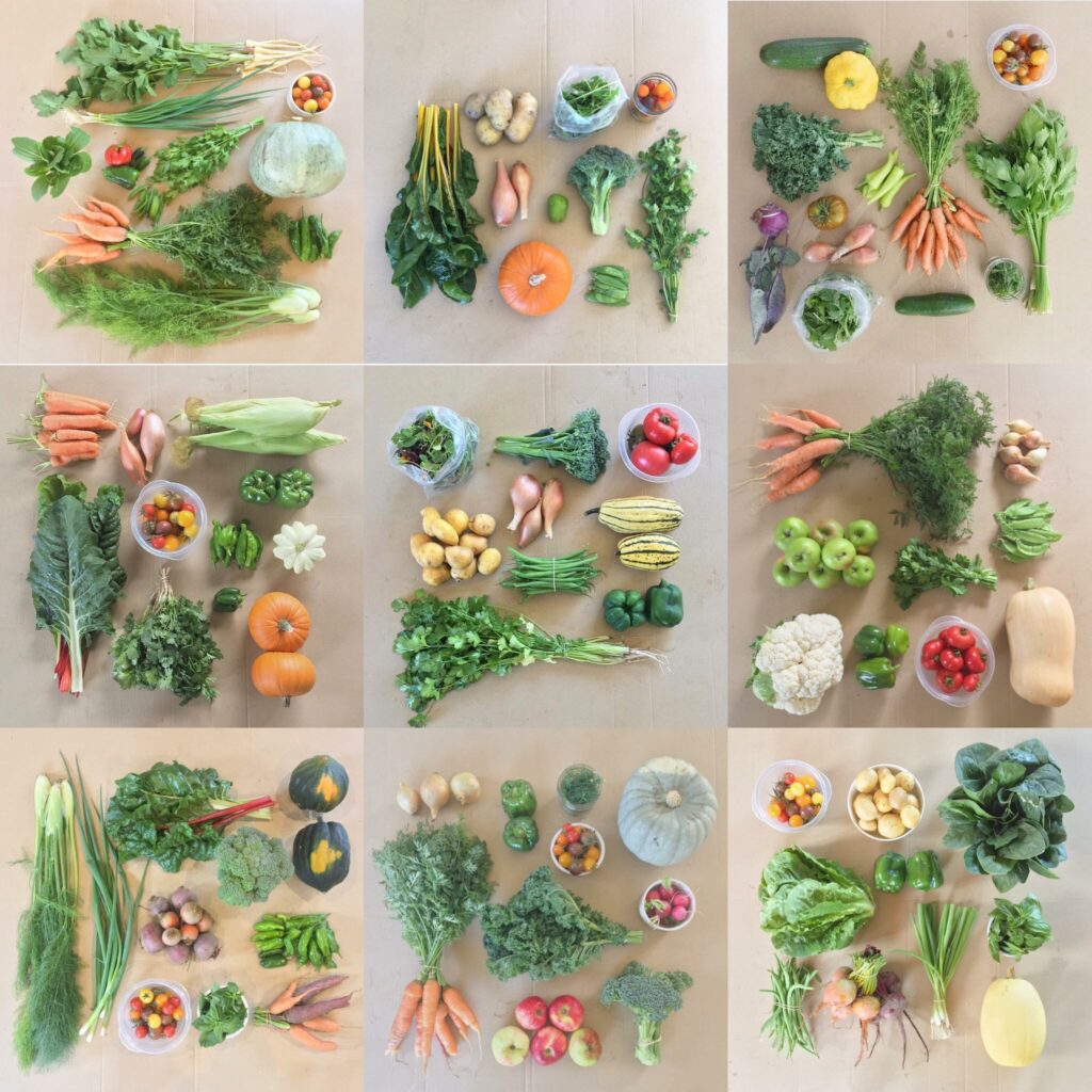 CSA Box Contents