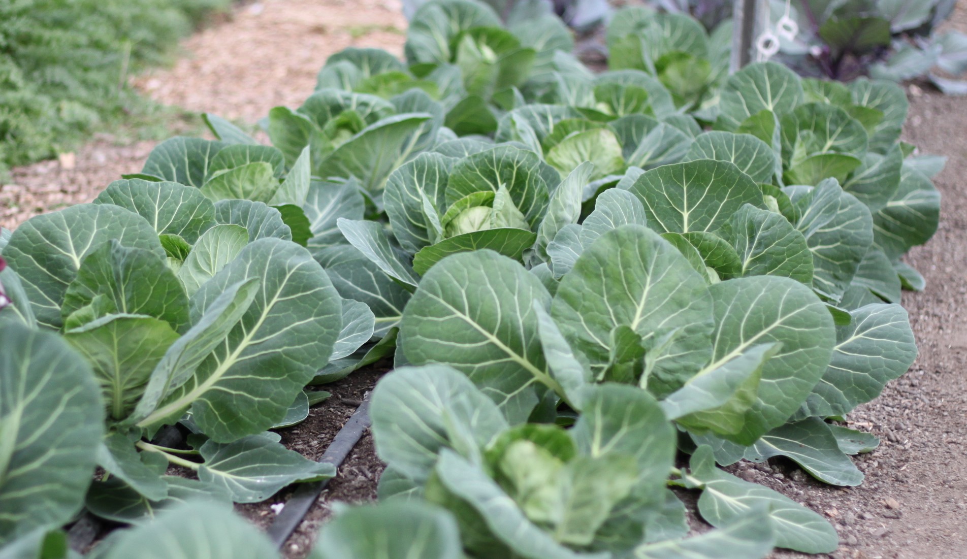 Cabbage Heads Growing